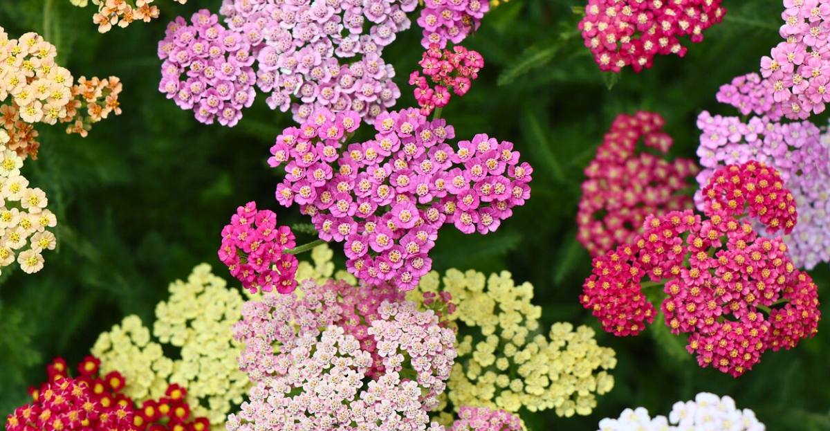 Yarrow